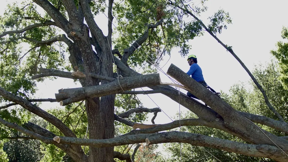 Professional Crown Thinning performed by certified arborists in Middle River